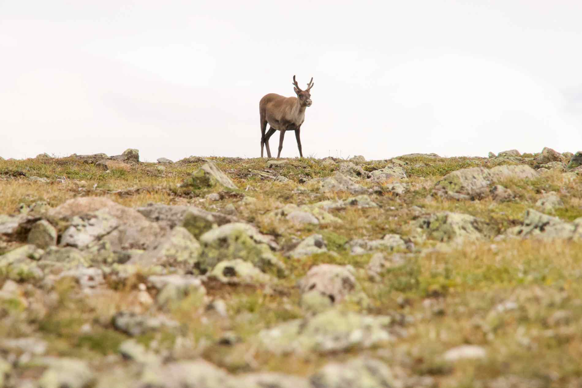 Gaspesie Nationalpark